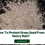 Read more about the article How To Protect Grass Seed From Heavy Rain?