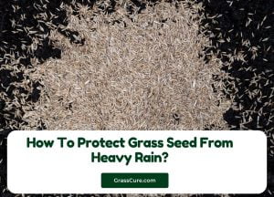 Read more about the article How To Protect Grass Seed From Heavy Rain?