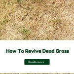 Read more about the article How To Revive Dead Grass?