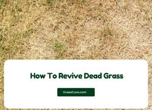 Read more about the article How To Revive Dead Grass?