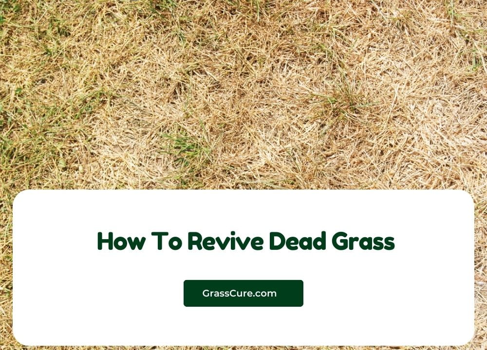 You are currently viewing How To Revive Dead Grass?