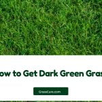 Read more about the article How to Get Dark Green Grass?