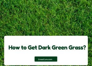 Read more about the article How to Get Dark Green Grass?