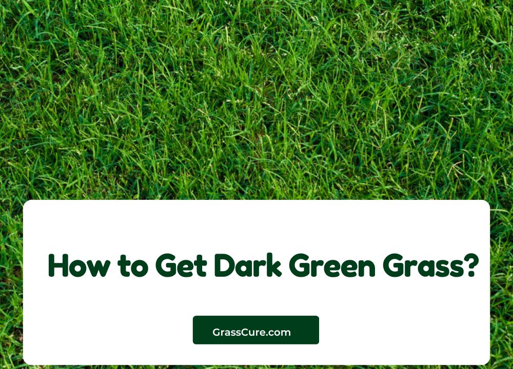 You are currently viewing How to Get Dark Green Grass?