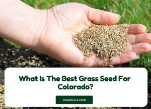 Read more about the article What Is The Best Grass Seed For Colorado?