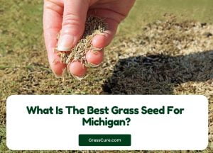 Read more about the article What Is The Best Grass Seed For Michigan?