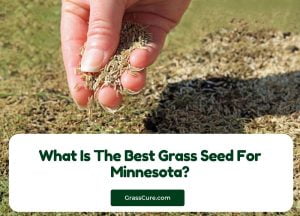 Read more about the article What Is The Best Grass Seed For Minnesota?