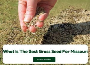 Read more about the article What Is The Best Grass Seed For Missouri?