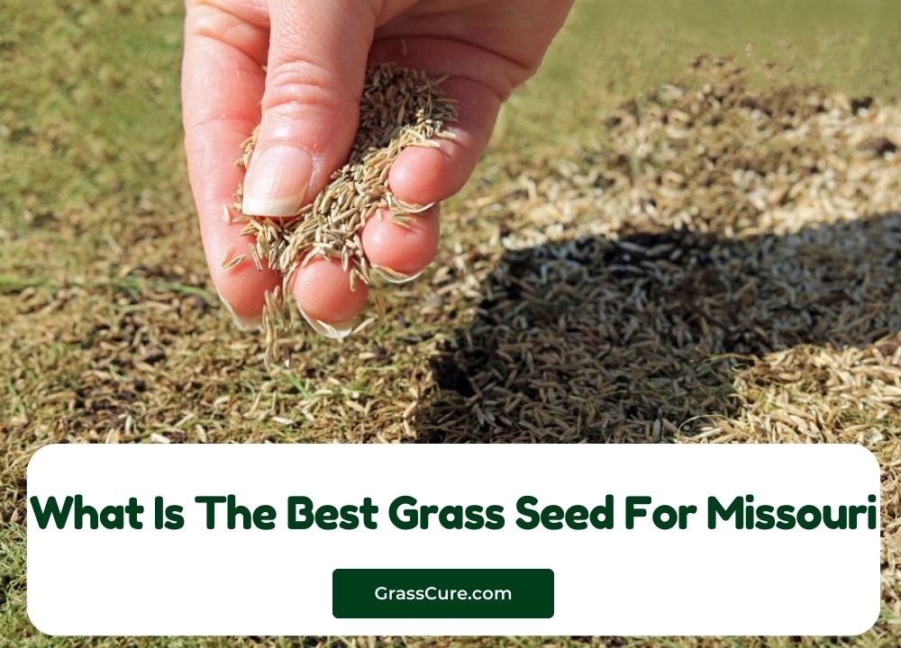 What Is The Best Grass Seed For Missouri