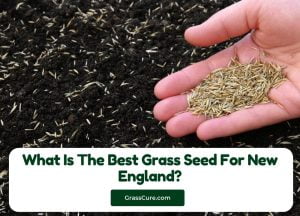 Read more about the article What Is The Best Grass Seed For New England?