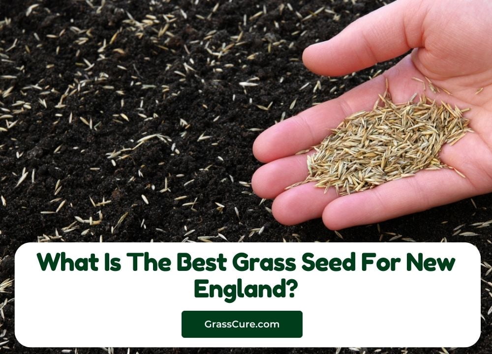 What Is The Best Grass Seed For New England