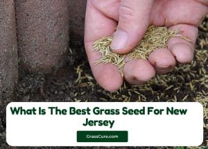 Read more about the article What Is The Best Grass Seed For New Jersey(NJ)?