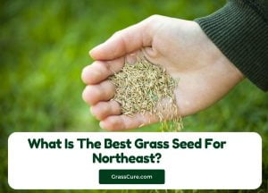 Read more about the article What Is The Best Grass Seed For Northeast?