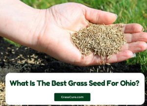 Read more about the article What Is The Best Grass Seed For Ohio?