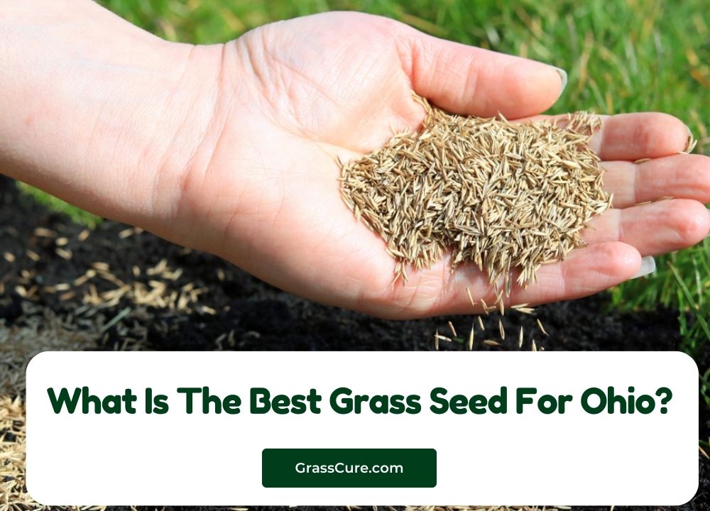 What Is The Best Grass Seed For Ohio