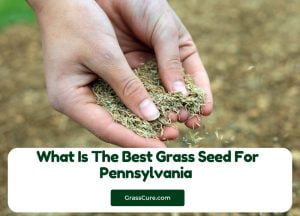 Read more about the article What Is The Best Grass Seed For Pennsylvania (PA)