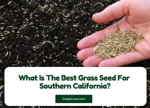 Read more about the article What Is The Best Grass Seed For Southern California?