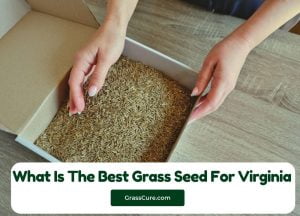 Read more about the article What Is The Best Grass Seed For Virginia?