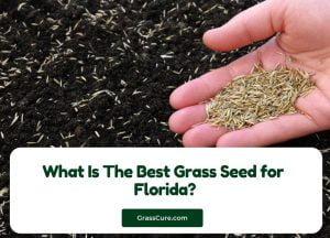 Read more about the article What Is The Best Grass Seed for Florida?