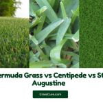 Read more about the article Bermuda Grass vs Centipede vs St Augustine