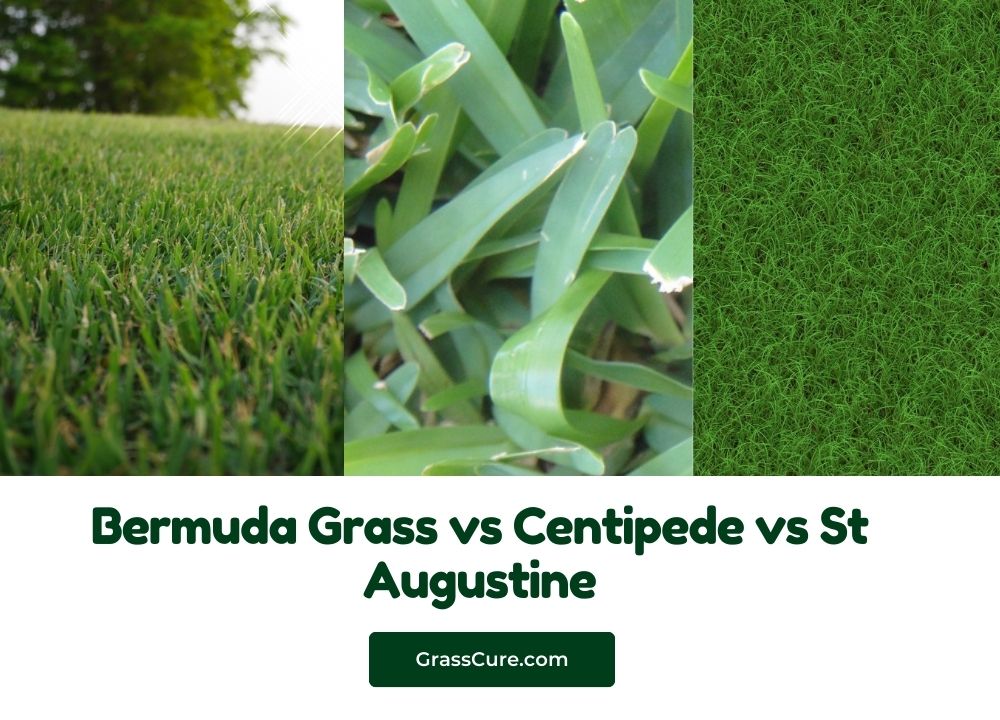 Bermuda Grass vs Centipede vs St Augustine