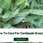 Read more about the article How To Care For Centipede Grass?