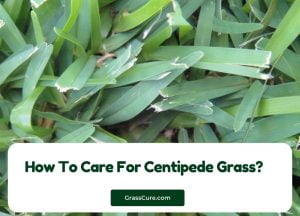 Read more about the article How To Care For Centipede Grass?