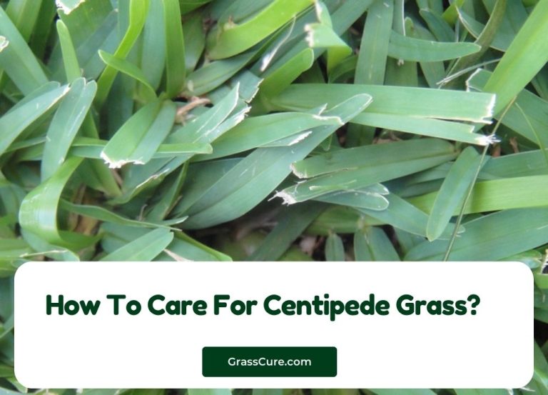 How To Care For Centipede Grass Grass Cure