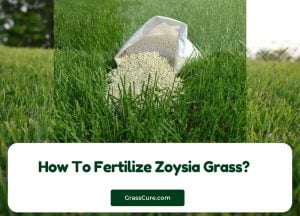 Read more about the article How To Fertilize Zoysia Grass?