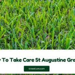 Read more about the article How To Take Care St Augustine Grass?