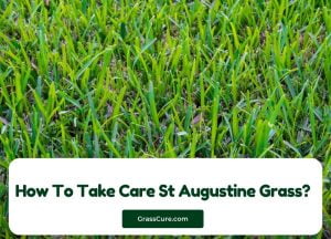 Read more about the article How To Take Care St Augustine Grass?