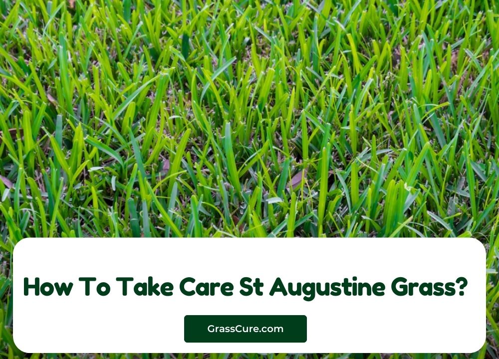 How To Take Care St Augustine Grass?