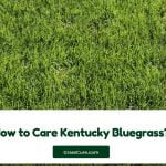 Read more about the article How to Care For Kentucky Bluegrass