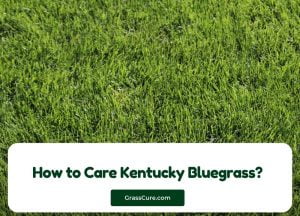 Read more about the article How to Care For Kentucky Bluegrass