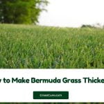 Read more about the article How to Make Bermuda Grass Thicker?