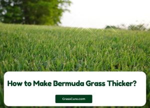 Read more about the article How to Make Bermuda Grass Thicker?