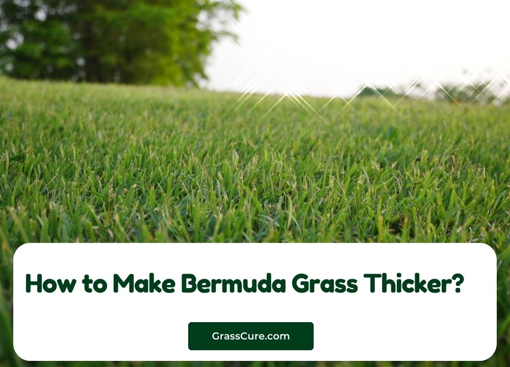 You are currently viewing How to Make Bermuda Grass Thicker?