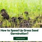 Read more about the article How to Speed Up Grass Seed Germination?