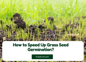 Read more about the article How to Speed Up Grass Seed Germination?