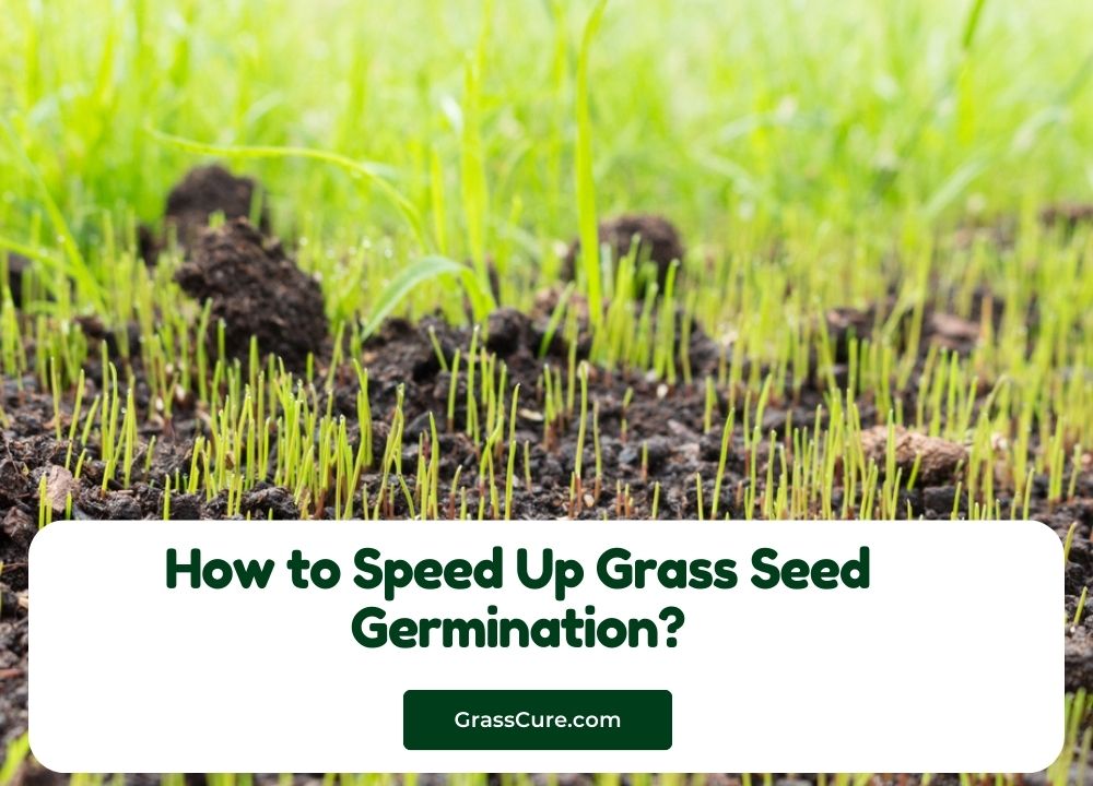 How to Speed Up Grass Seed Germination?