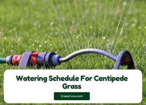 Read more about the article Watering Schedule For Centipede Grass