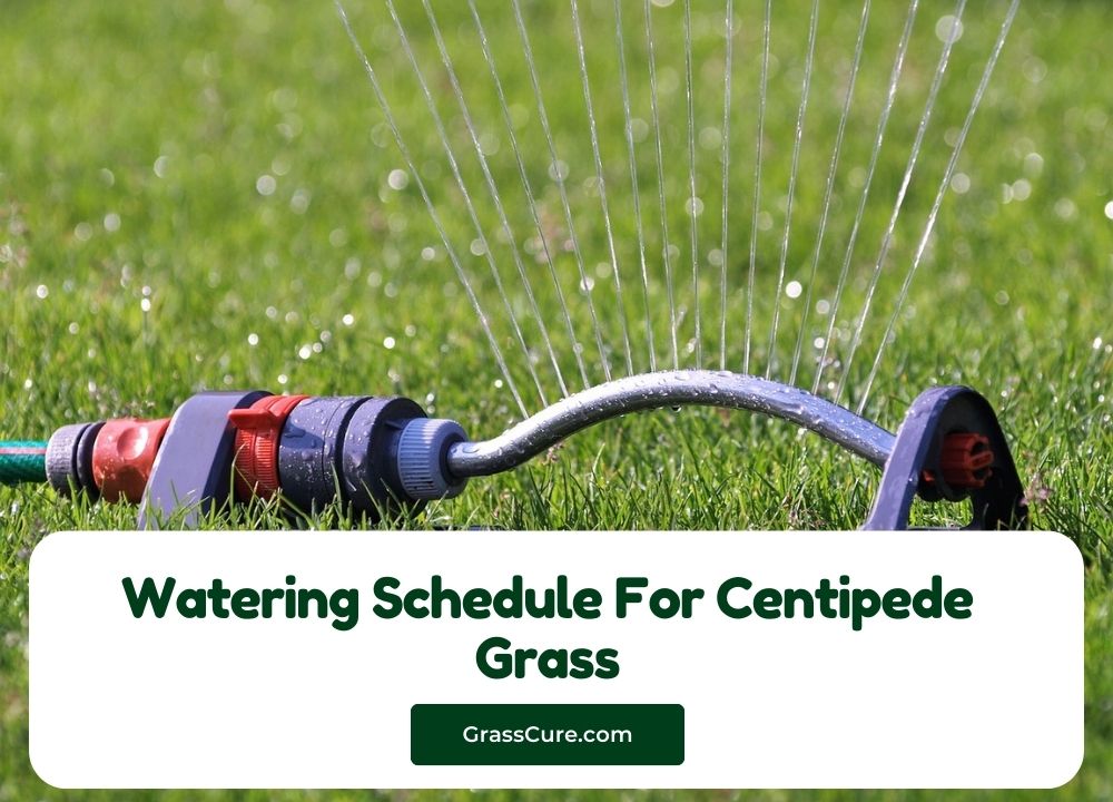 Watering Schedule For Centipede Grass