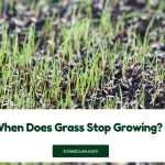 Read more about the article When Does Grass Stop Growing?