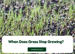 Read more about the article When Does Grass Stop Growing?