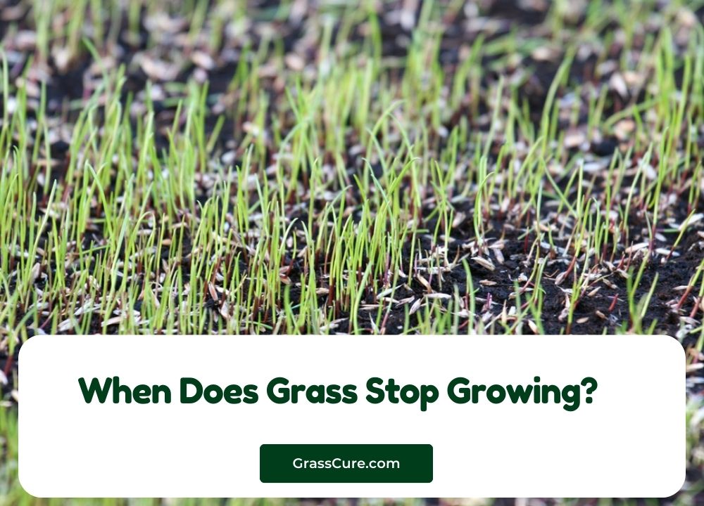 When Does Grass Stop Growing