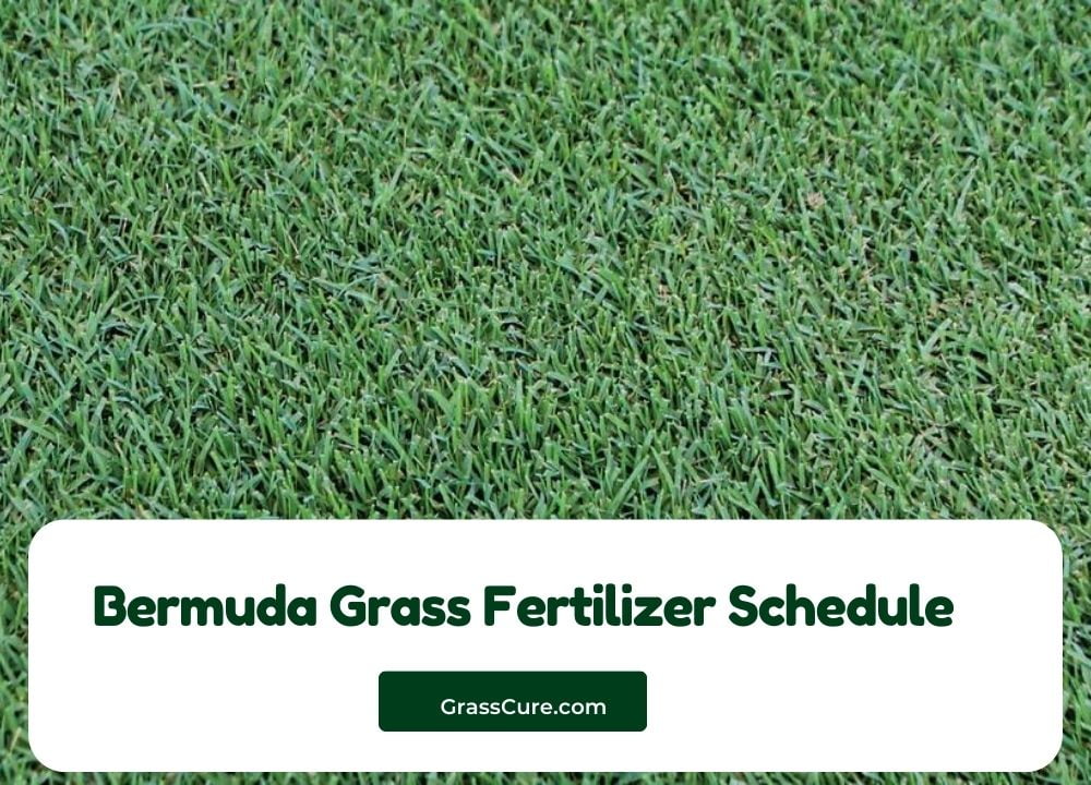 Bermuda Grass Fertilizer Schedule