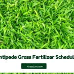 Read more about the article Centipede Grass Fertilizer Schedule