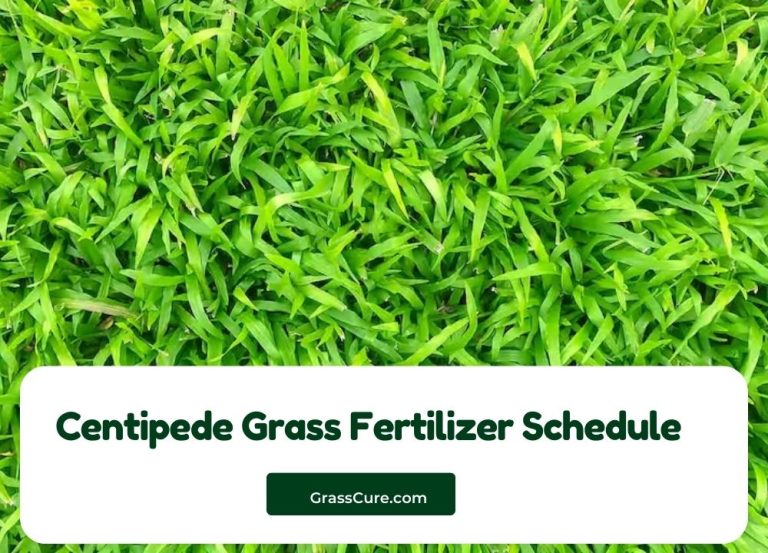 Centipede Grass Fertilizer Schedule Grass Cure