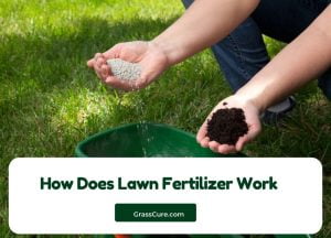 Read more about the article How Does Lawn Fertilizer Work