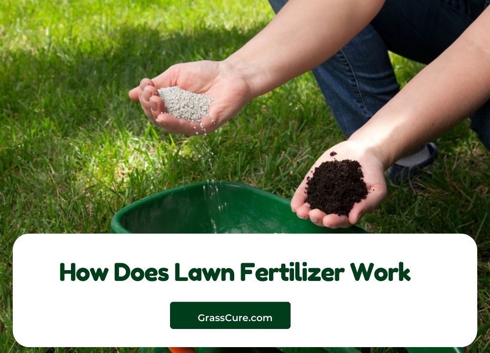 You are currently viewing How Does Lawn Fertilizer Work